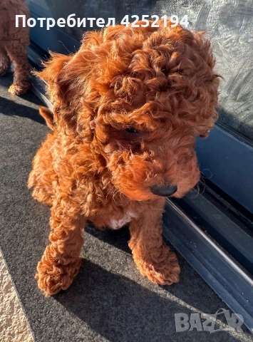 Мини пудел мъжко , снимка 2 - Пудели - 53786635