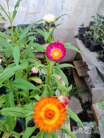 Продавам хелихризум , снимка 1