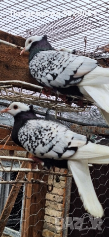 Продавам Нюмберски гълъби, снимка 8 - Гълъби - 52589187