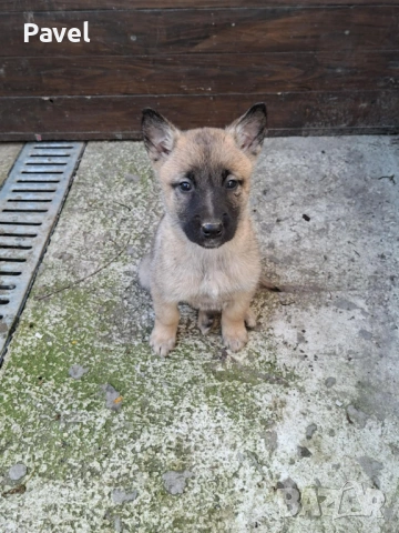 Белгийски овчарка Малиноа, снимка 5 - Белгийска овчарка - 53034429