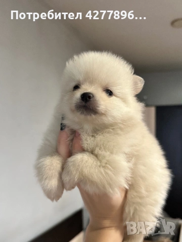 Померанче , снимка 2 - Померан - 53679961