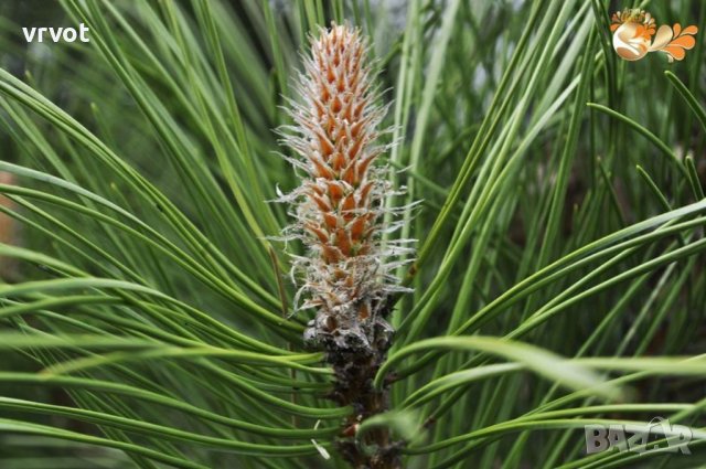 Боров МЕД от борови връхчета , снимка 3 - Домашни продукти - 41639808