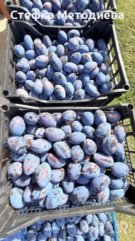 Домашни Сини сливи , снимка 6 - Домашни продукти - 55550850
