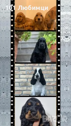 Английски кокер шпаньоли