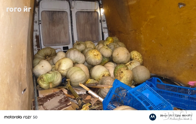 Тикви кестени бяли, снимка 4 - Домашни продукти - 52502247