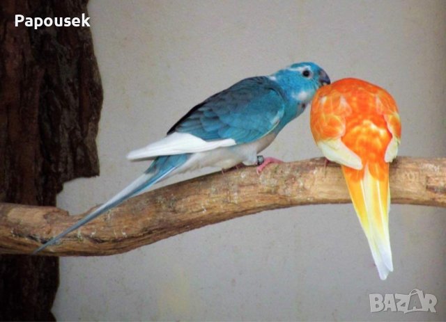 Пойни Папагали, снимка 6 - Папагали - 42485467