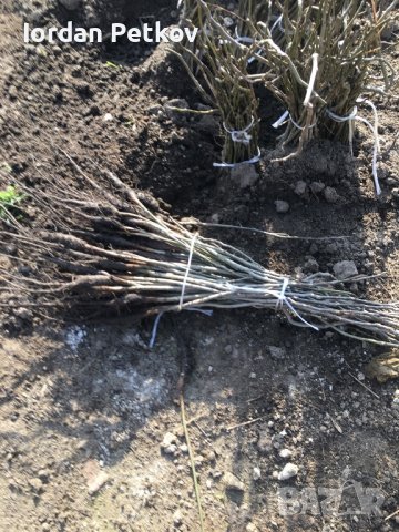 Орехови фиданки, снимка 15 - Разсади - 31385115