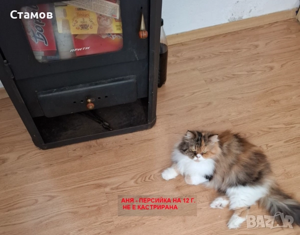 Подарявам 4 домашни котки