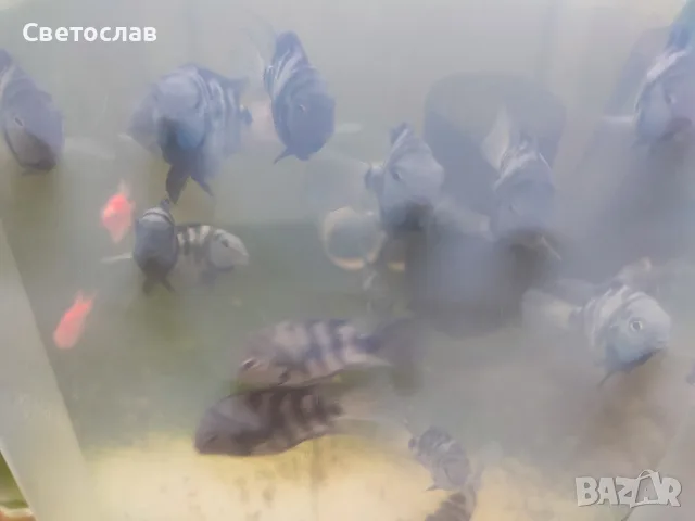 Аквариумни рибки , снимка 7 - Рибки - 55792845