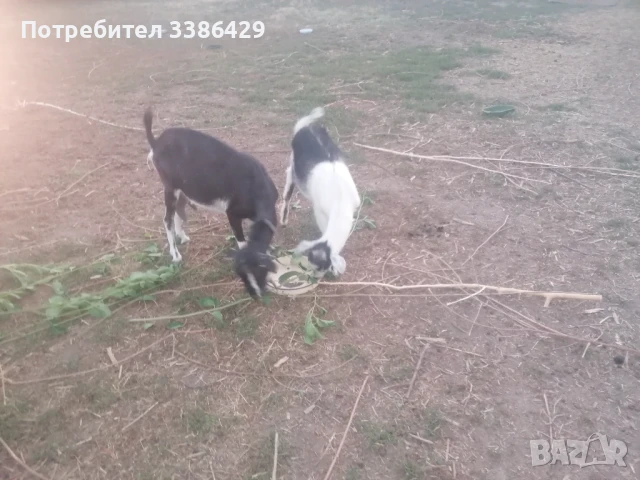 Ярета и пръчове , снимка 5 - Кози - 51078813