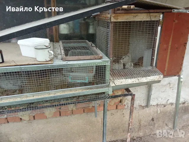  продавам пъдпъдъци с клетките, снимка 2 - други­ - 55842886