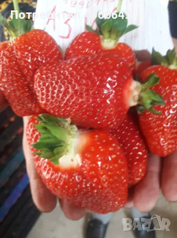 Ццелогодишен сорт ягоди и малини , снимка 4 - Разсади - 49456274