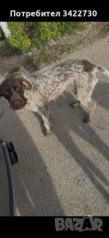 курцхаар и дратхар, снимка 6 - Курцхаар - 52837708