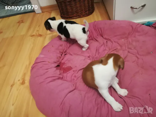 АЗ СЪМ СЛАДКО БЕБЕ ДЖАК,ТЪРСЯ НОВИЯ СИ ДОМ 0102251734, снимка 18 - Джак ръсел териер - 48920630