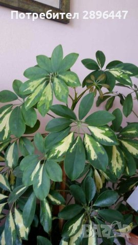 Шефлери-шарени-много красиви! Високи 1.60 м-двете 170 лв , снимка 3 - Стайни растения - 33185382