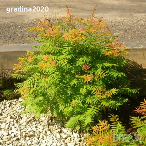 Сорбария Сем - (Sorbaria Sorb."Sem"®), снимка 3 - Разсади - 45041780