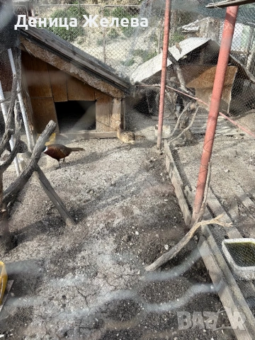 Продавам фазани,пауни, мандаринки, снимка 6 - други­ - 53856196