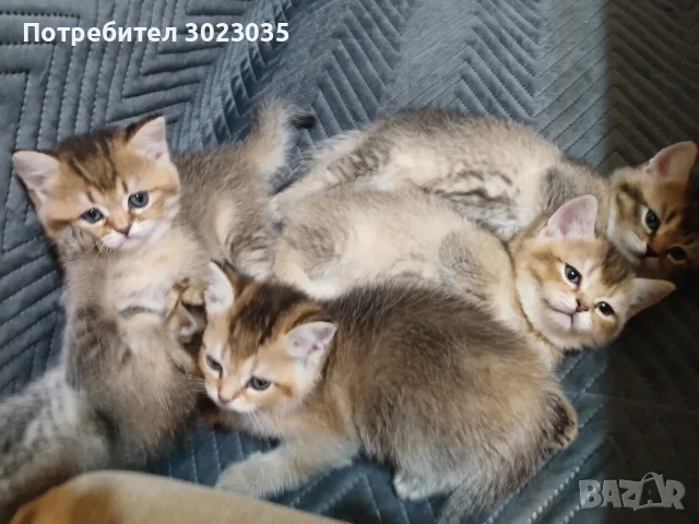 британска сребарна чинчила оргинал 250 евро, снимка 7 - Британска късокосместа - 56123967