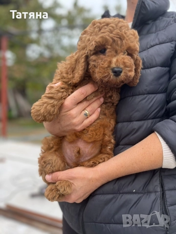 Пудел Той, снимка 1