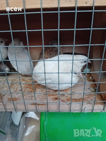 Продавам китайски пъдпъдъци 