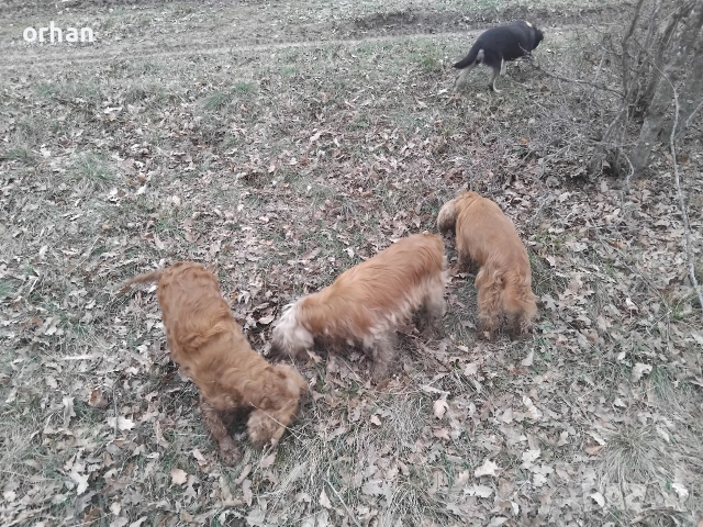 6 бр работещи кучета , снимка 3 - Кокер шпаньол - 53461757