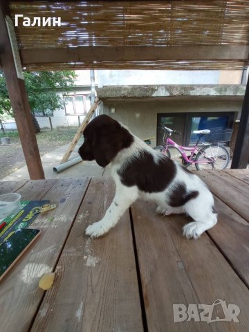 Мюстерландери,малък мюстерландер, снимка 6 - Други - 34207681