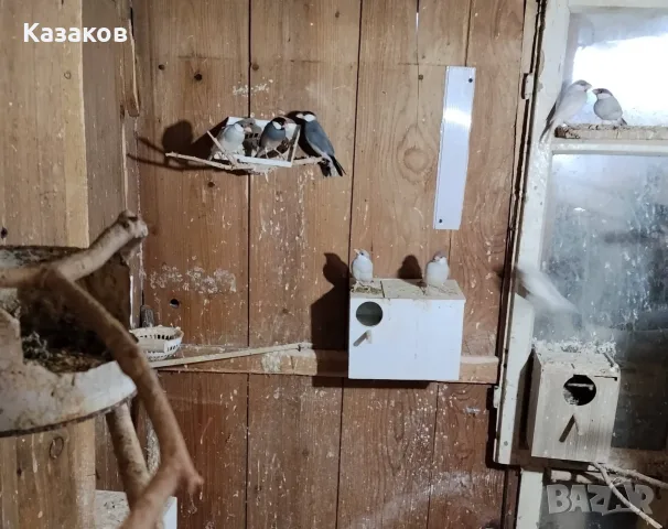 Продавам ято оризарки