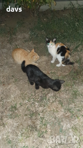 Малки котета – различни шарки, снимка 8 - Други - 51972893