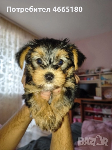 Продава се Йоркширски териер