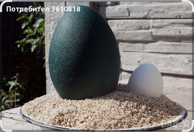 Яйце от Ему (и за консумация и за разплод)