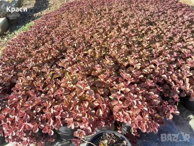 Червен седум, снимка 2 - Градински цветя и растения - 42325988
