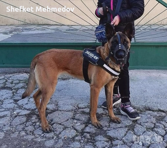 prodavase belgiska ovcarka na 3 gutinki jenska, снимка 2 - Белгийска овчарка - 52716833