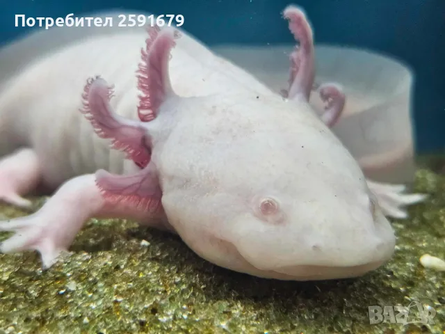 Аксолотъл, тритон, жаба, рак, скариди