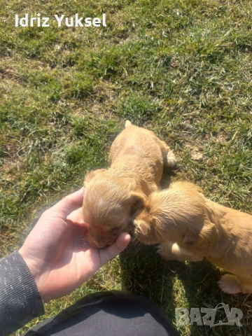 Кокер шпаньолчета, снимка 5 - Шпаньоли - 53474189