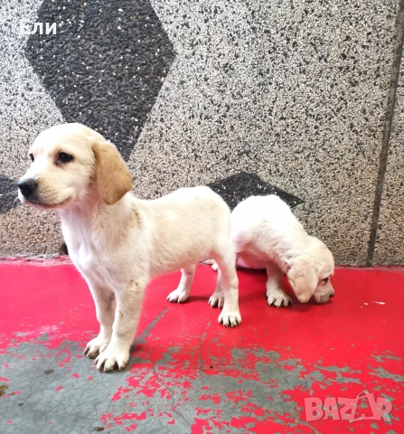 Лабрадор ретривър , снимка 3 - Лабрадор ретривър - 52897392