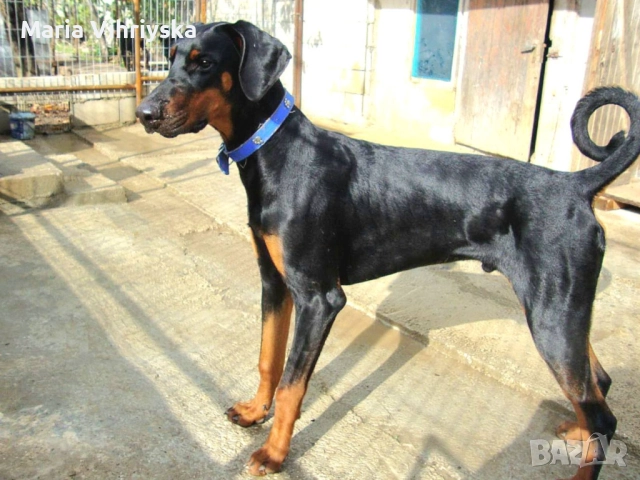 Добермани расови, снимка 3 - Доберман - 52905824