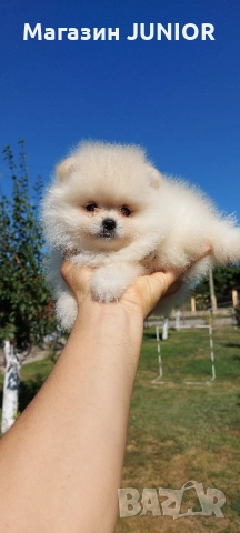 мъжко мини померанче