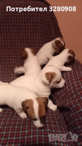Малки кученца Джак Ръсел , снимка 5 - Джак ръсел териер - 52493307