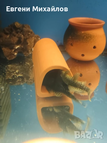 Анцитруси , снимка 2 - Рибки - 53056690