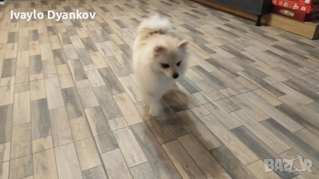 Померанче, снимка 7 - Шпиц - 52891129