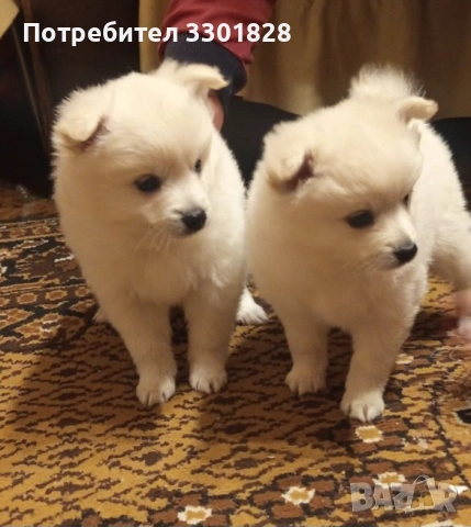 Мини шпиц, снимка 3 - Шпиц - 53127974