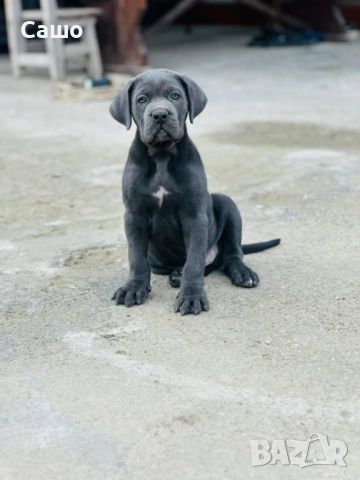 Кане корсо, снимка 3 - Други - 53669675