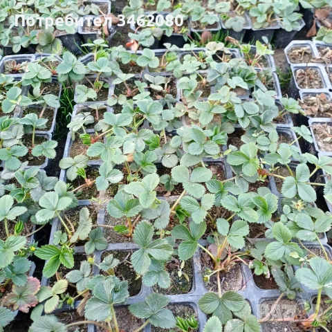 Разсад- Ягоди, снимка 5 - Разсади - 53850348