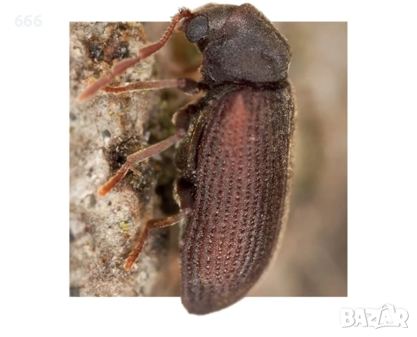 Спрей за унищожаване на дървесни червеи (500 мл, бледожълта течност), снимка 3 - Други стоки за дома - 53287902