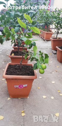 Лимони. Лимонови дръвчета - собствено производство, снимка 3 - Градински цветя и растения - 30237016