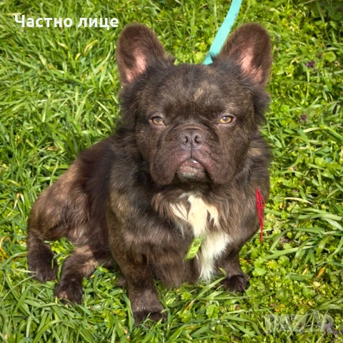 Fluffy french bulldog за разплод , снимка 2 - Търси партньор - 53666635