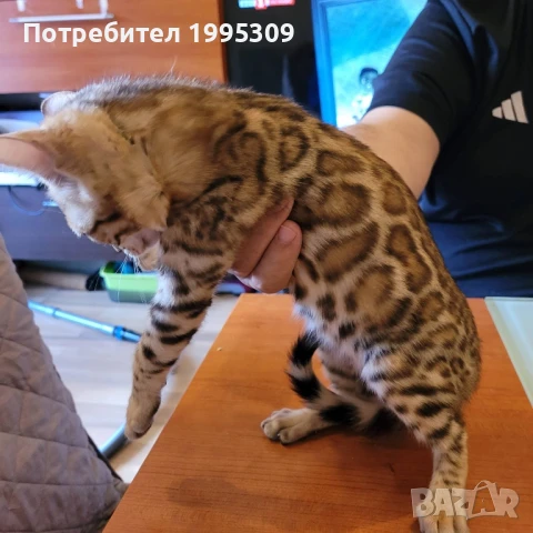 Бенгалски котета, снимка 12 - Други - 50151079