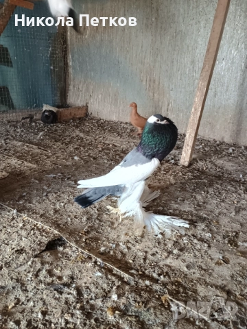 Седлати болани , снимка 2 - Гълъби - 52777307