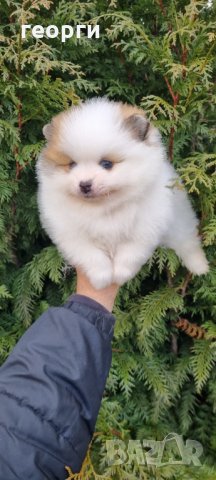 Померан, снимка 3 - Померан - 35756651