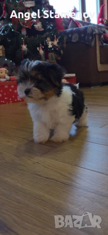 Йорки бивер териер,две момченца!, снимка 6 - Йоркширски териер - 52850201